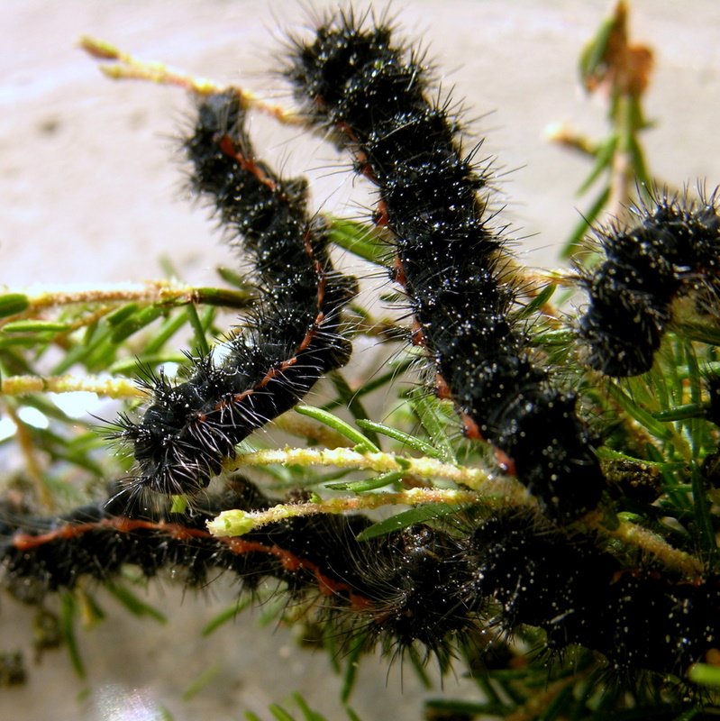 Possibile siano bruchi di Saturnia sp.? - Saturnia pavoniell